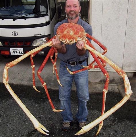 biggest giant japanese spider crab