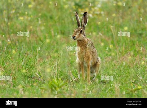 biggest hare in europe