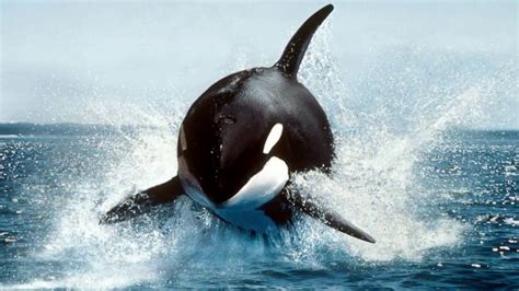 biggest killer whale ever recorded