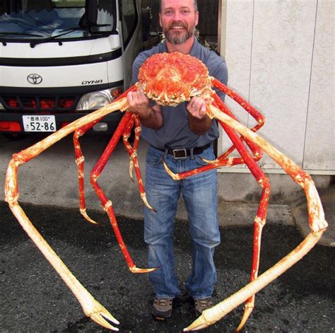 biggest king crab ever