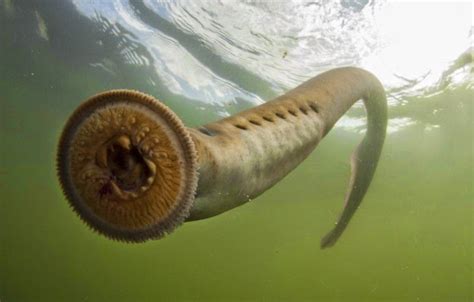 biggest lamprey in the world
