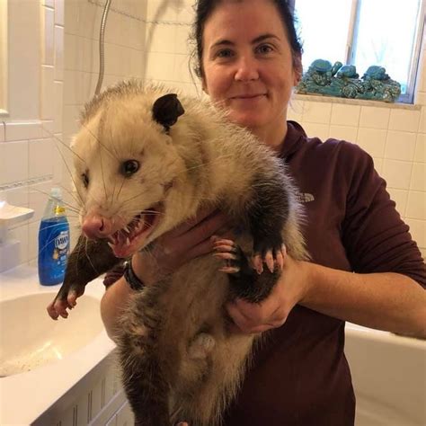 biggest opossum