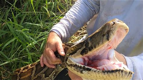 biggest python in florida caught