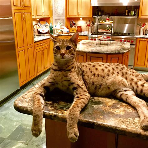 biggest savannah cat breed