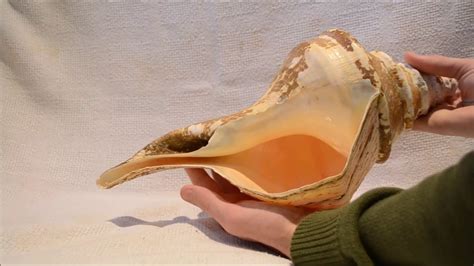 Biggest Seashell Ever Found