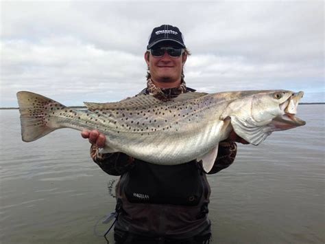 Biggest Speckled Trout In Texas