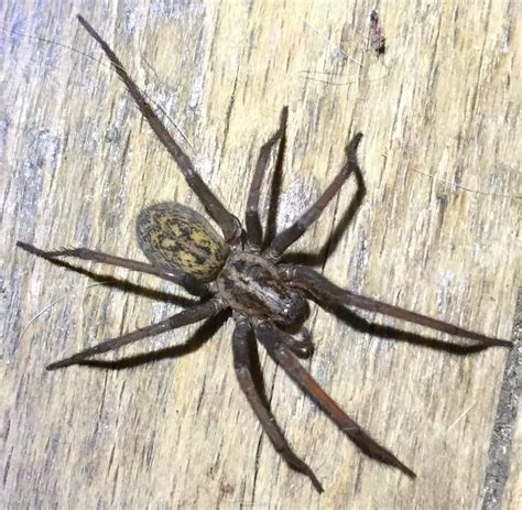 biggest spiders in michigan