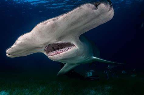 biggest type of shark