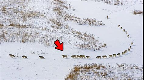 Biggest Wolf Pack World Record