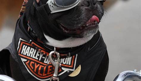 Biker Clothes Dog Pet Costume Your Mama Warned You About This !