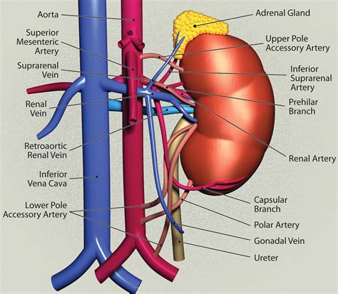 bilateral renal artery origins