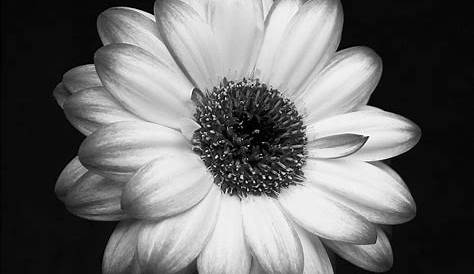 Clipart Black And White Flower