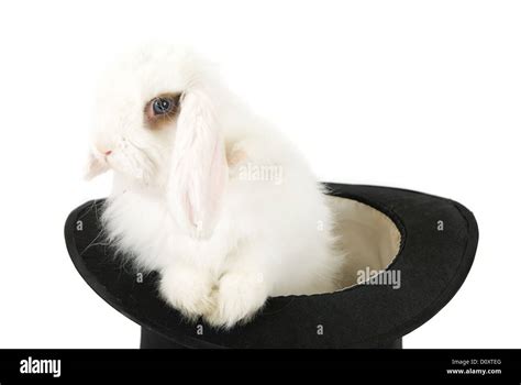 Kaninchen in einem Hut stockfoto. Bild von schwarzes, kaninchen 6467264