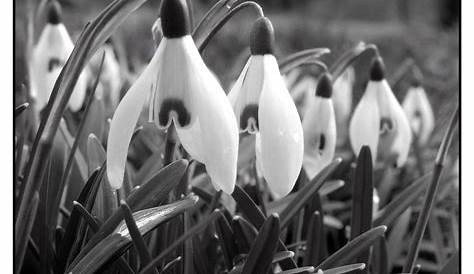 Abstrakte Blüten und Schmetterling in Schwarz-Weiß | Kritzeln kunst