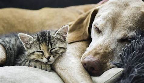 Hund oder Katze: Welches Haustier macht seinen Besitzer glücklicher