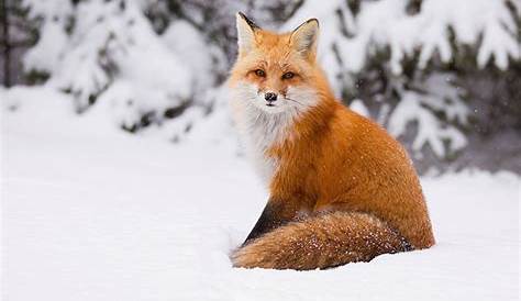 Hintergrundbilder : Landschaft, Tiere, Schnee, Winter, Tierwelt, Wolf