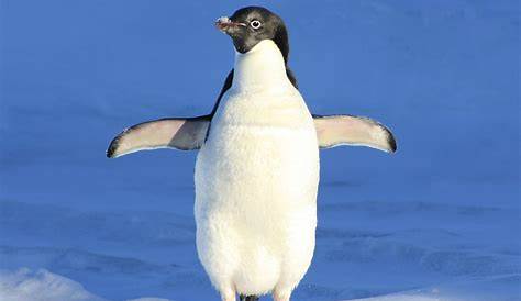 Mehr Regen bedroht die Pinguine der Antarktis - Natur - derStandard.de
