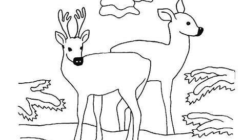 64 Ausmalbilder Winter Tiere - Ausmalbilder für Kinder