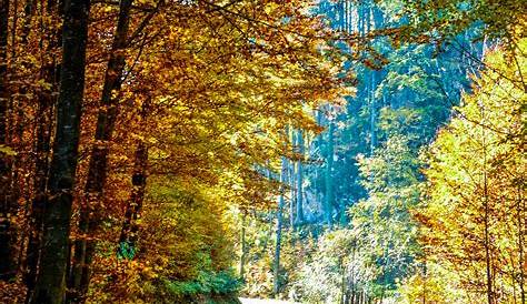 Ideenreise: Themenplakat "Lebensraum Wald"