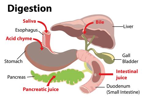 Bile Juice Definition