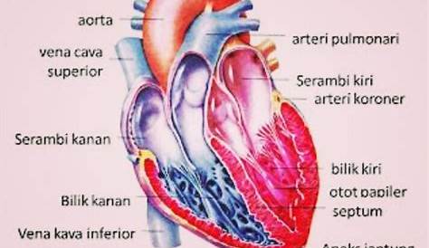 Anatomi Jantung: Bagian, Fungsi Dan Cara Kerjanya | RuangBiologi.Co.Id