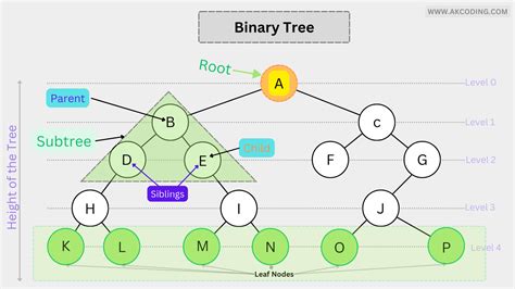 binary tree in data structure in javatpoint