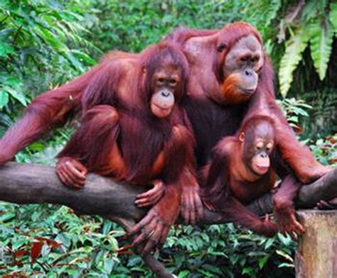 Fauna Langka Indonesia