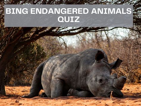 bing endangered animals quiz
