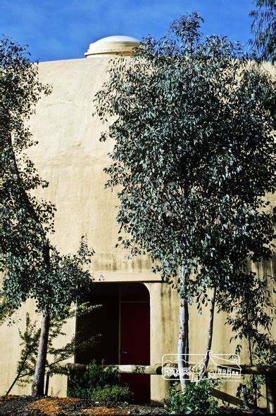 Bini Shell Diamond Creek