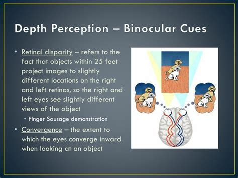Binocular Cues In Depth Perception