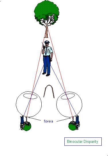 Binocular Disparity Is An Example Of What
