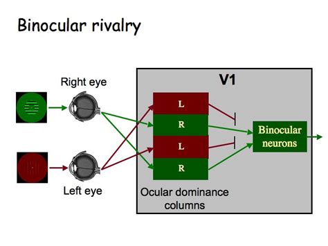 Binocular Function Mechanism