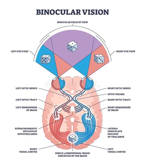 Binocular Vision In Optometry