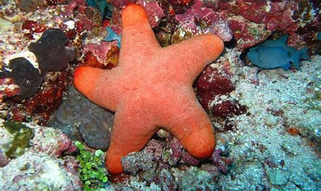 Panduan Lengkap: Cara Bintang Laut Berkembang Biak