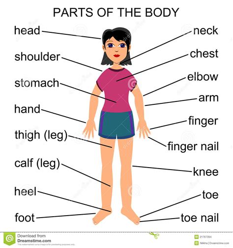 binti in english parts of the body