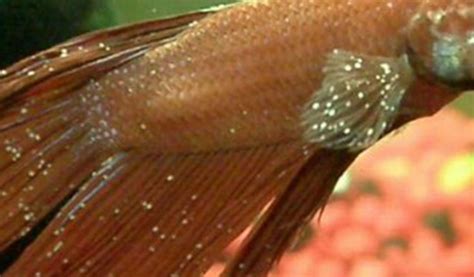 Jenis Penyakit Ikan Cupang Dan Cara Mengobatinya Ikan Hias Air Tawar Laut dan Aquarium