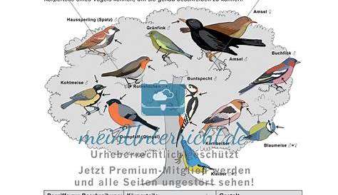Arbeitsblatt : Biologie Arbeitsblätter Klasse 6 Vögel. 6. Klassenarbeit