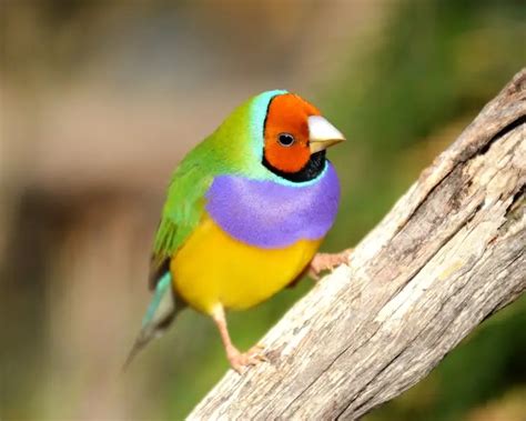 bio of the gouldian finches