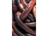 Bioactive Terrarium Worms