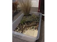 Bioactive Vivarium Hedgehog