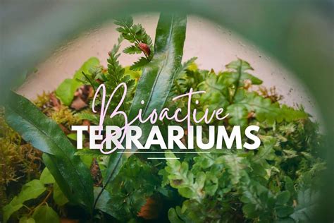 Bioactive Terrarium Materials
