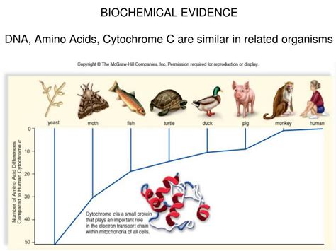 Biochemistry Evolution Examples