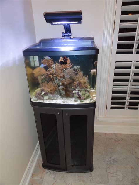 29 Gallon Biocube Fish Tank