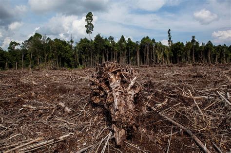 Biodiversity Loss In Indonesia: A Growing Concern In 2023