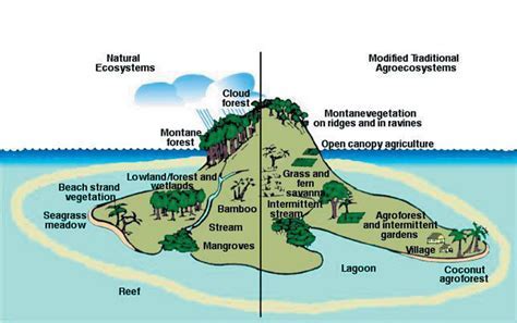 Unraveling Island Ecosystem Mysteries: The Biogeography Key to Nature's Secrets