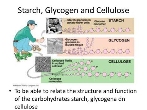 PPT Characteristics of Starch PowerPoint Presentation ID506866