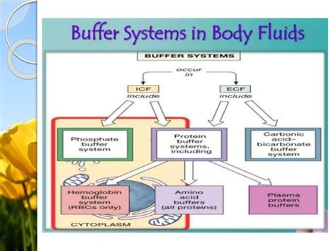 Biological Buffer System