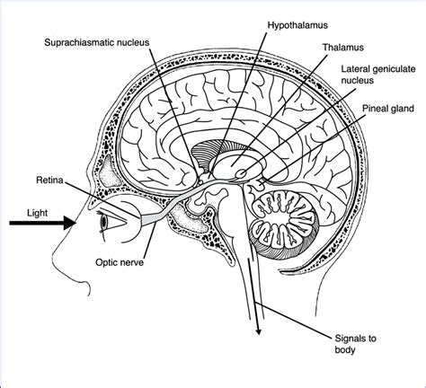 Biological Clock Brain Nucleus