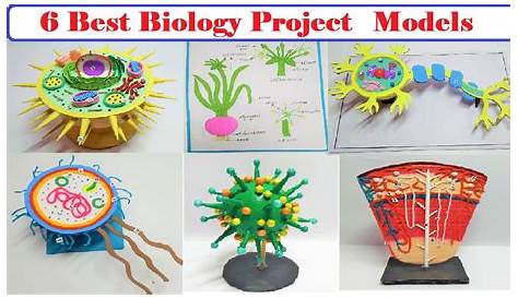 Class 12 Biology Project - YouTube
