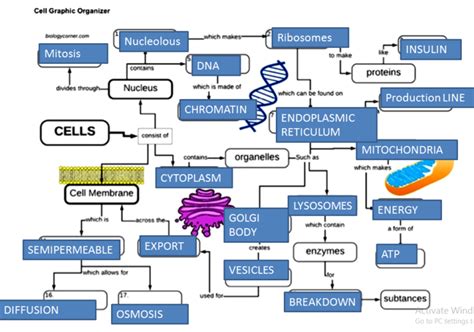 Biology Corner Answer Keys